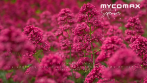 September Desktop Wallpaper